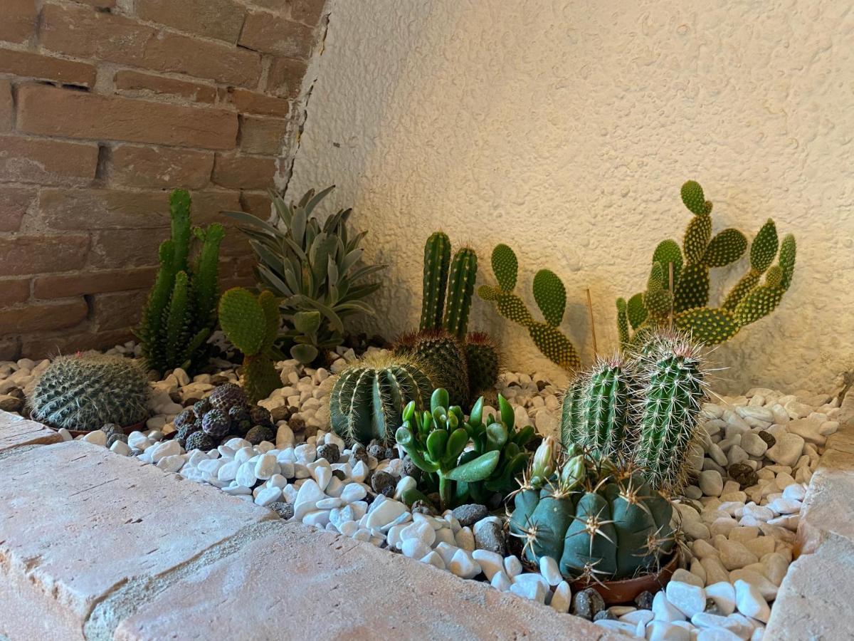 Cactus Suite بيزا المظهر الخارجي الصورة